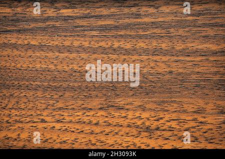 Dark beech, a flat natural wood surface with a deep brown color. Background, pattern, texture. Stock Photo