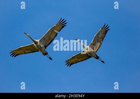 Two Sandhill Crane (Grus canadensis) flying in a Wisconsin blue sky, horizontal Stock Photo