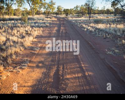 Access track through spinifex (Triodia spp.) to the Northern face of Mt Zeil / Urlatherrke, West Macdonnell Ranges, Northern Territory. Stock Photo