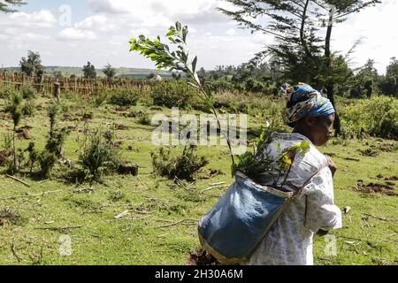 Nakuru, Kenya, 23/10/2021, A woman carries tree seedlings in a bag on her back which were to be planted at a deforested area inside Mau Forest.As a measure to mitigate the impacts of climate change, the Kenyan government set a target to increase national tree cover to 10% by the year 2022, aiming at planting 1.8 billion tree seedlings between the years 2020 and 2022. Climate change has led to extreme weather conditions that have triggered an estimated 30 million displacements across the world with the global south being the hardest hit. Experts are warning heating above 1.5 degrees Celsius wil Stock Photo