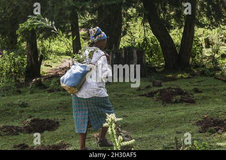 A woman carries tree seedlings in a bag on her back which were to be planted at a deforested area inside Mau Forest.As a measure to mitigate the impacts of climate change, the Kenyan government set a target to increase national tree cover to 10% by the year 2022, aiming at planting 1.8 billion tree seedlings between the years 2020 and 2022. Climate change has led to extreme weather conditions that have triggered an estimated 30 million displacements across the world with the global south being the hardest hit. Experts are warning heating above 1.5 degrees Celsius will be catastrophic and they Stock Photo