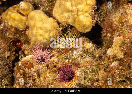 Two species of rock-boring urchin are pictured here. The one with the thick spines is Echinometra mathaei, also known as a burrowing urchin. The other Stock Photo