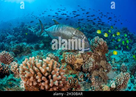 The white ulua, Caranx ignobilis, is also known as a giant trevally or jack.  This species is popular with spearfishermen and can reach over five feet Stock Photo