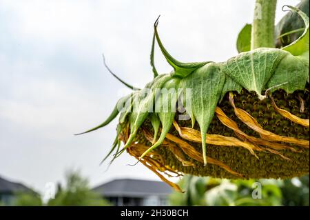 Selective focus on drooping sunflower head after petals have wilted Stock Photo