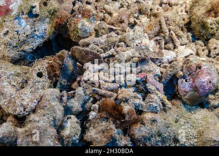 By day the pebble collector urchin, Pseudoboletia indiana, covers itself with rubble it finds and may even bury into a sandy bottom. A close look will Stock Photo