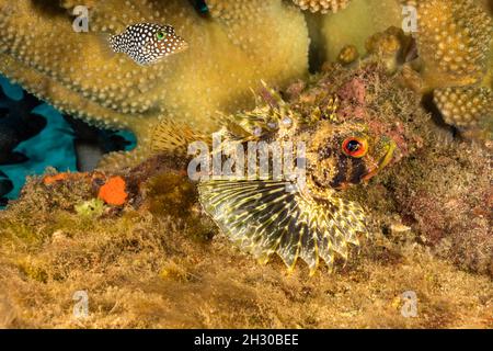 An endemic Hawaiian whitespotted toby, Canthigaster jactator, hovers over a Hawaiian lionfish, green lionfish or Barbers' lionfish, Dendrochirus barbe Stock Photo