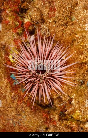 The needle-spined urchin, Echinostrephus aciculatus, is also known as a red rock boring urchin, Hawaii. This invertebrate grinds into solid limestone Stock Photo