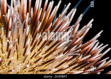 By day the pebble collector urchin, Pseudoboletia indiana, covers itself with rubble it finds and may even bury into a sandy bottom. A close look reve Stock Photo