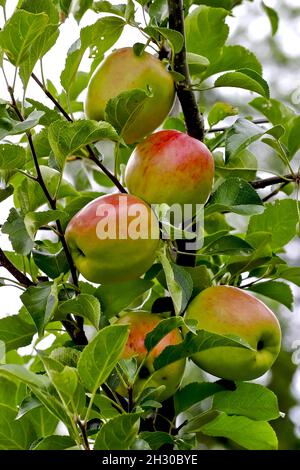 Organic apples growing on an apple tree, Bavaria, Germany, Europe Stock  Photo - Alamy