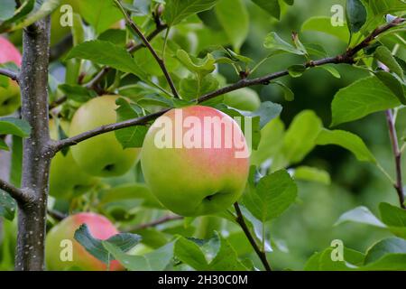 Organic apples growing on an apple tree, Bavaria, Germany, Europe Stock  Photo - Alamy