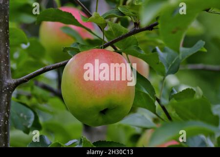 https://l450v.alamy.com/450v/2h30c13/early-apple-of-the-variety-piros-malus-domestica-piros-dessert-apple-ripe-on-the-tree-bavaria-germany-europe-2h30c13.jpg