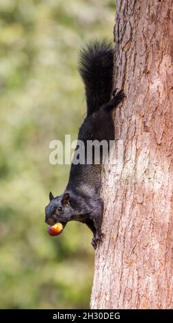 Black-morph Eastern Gray Squirrel holding hazelnut with its teeth. Cuesta Park, Santa Clara County, California, USA. Stock Photo