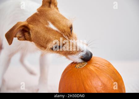 Jack Russell terrier dog gnaw orange pumpkin. Funny pet. Stock Photo