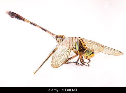 A dragonfly isolated on a white background, viewed from the side, for an added element or illustration of nature and animals Stock Photo