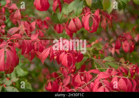 Bright Red Autumn Leaves on a Deciduous Winged Spindle Shrub (Euonymus alatus 'Compactus') Growing in a Herbaceous Border in a Garden in Rural Devon Stock Photo