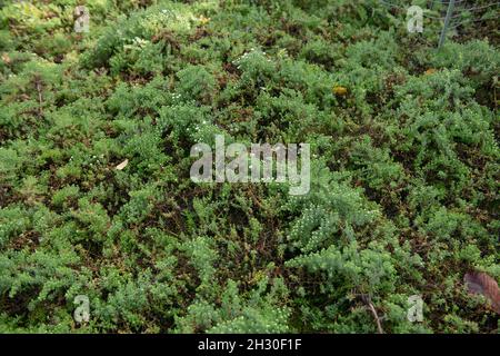 Autumn Flowering White Flowers on the Prostrate Perennial Heath Aster Plant (Symphyotrichum ericoides var. prostratum) Growing in a Woodland Garden Stock Photo