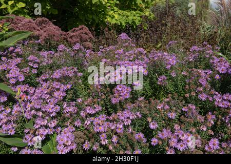 Autumn Flowering Bright Purple Flower Heads on a Michaelmas Daisy or New England Aster Plant (Symphyotrichum novae-angliae 'Mrs S.T. Wright) Stock Photo
