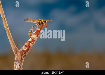 A wasp perched on a branch of a cattapa tree, with a meadow in the background with warm sunlight, with copy space Stock Photo