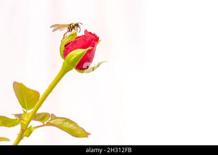 A wasp perched on a red rose that was still in bud, on a white background, with copy space Stock Photo