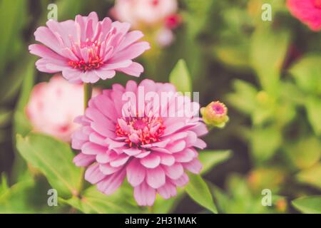 pink calendula pink flower plant over blur bokeh nature background blossom in summer season. Stock Photo