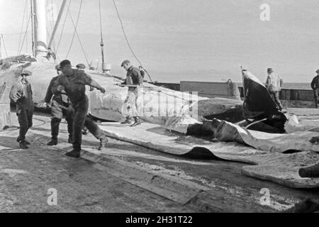 Die Männer eines Fabrikschiffes der deutschen Walfangflotte arbeiten sich durch die Fettschichten eines Wals, 1930er Jahre. The crew of a factory vessel of the German whaling fleet is working on the several fat layers of a hunted down whale, 1930s. Stock Photo