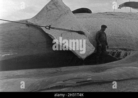 Die Männer eines Fabrikschiffs der deutschen Walfangflotte arbeiten sich durch die Fettschichten eines Wals, 1930er Jahre. The crew of a factory vessel of the German whalung fletis working on the several fat layers of a hunted down whale, 1930s. Stock Photo