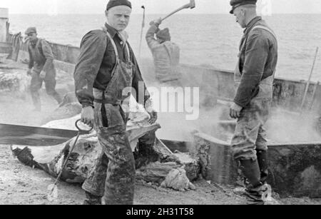 Männer auf einem Schiff der deutschen Walfangflotte im Eismeer in der Arktis, 1930er Jahre. Crew members of a ship of the German whaling fleet in the Arctic Sea, 1930s. Stock Photo