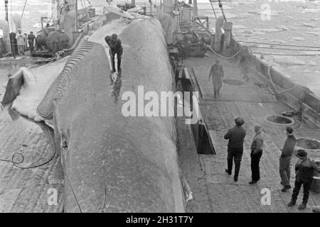 Die Männer eines Fabrikschiffs der deutschen Walfangflotte arbeiten sich durch den Kadaver eines Wals, 1930er Jahre. The crew of a factory vessel of the German whalung fletis working on the carcass of a hunted down whale, 1930s. Stock Photo