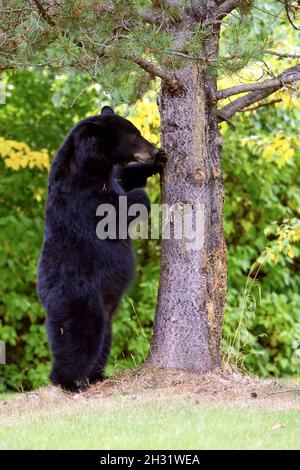 Large female Black Bear standing up by pine tree, looking for her cubs. Stock Photo