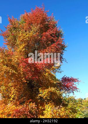Colors of autumn fall - black Tupelo tree, Nyssa sylvatica, in front of blue sky Stock Photo
