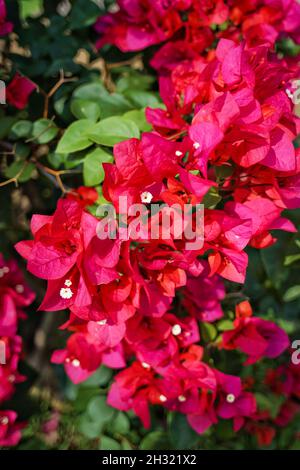 Close up of bougainvillea glabra flowers blossom with bokeh background. No people. Stock Photo