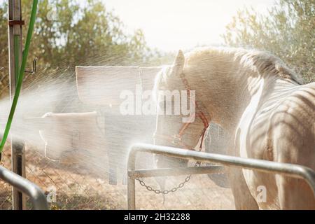 A white horse that someone is washing with water from a hose in a stable. Stock Photo