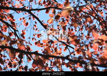 Sun Shining Through Thin Red Leaves. Stock Photo