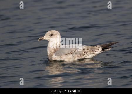 Common Gull (1st winter) Farmoor Reservoir. Oxon, UK Stock Photo