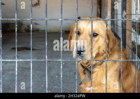 Sad unhappy Golden Retriever dog inside iron fence waiting to be adopted at animal shelter. Derelict captive animals Stock Photo