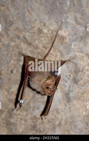 Hardwick's Mouse-tailed Bat (Rhinopoma hardwickei), or Lesser Mouse-tailed Bat, Photographed in the Nimrod Fortress, Golan Heights, Israel Stock Photo