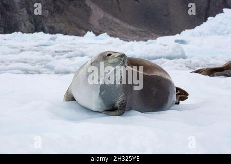 Crabeater Seal (Lobodon carcinophaga) on an iceberg in Antarctica. Crabeater seals are the most common large mammal on the planet after humans, with a Stock Photo