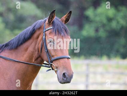 A close up  a smart bay horse's head and neck . An Irish Sport wearing a traditional black leather snaffle bridle with a cavesson noseband. Suffolk UK Stock Photo