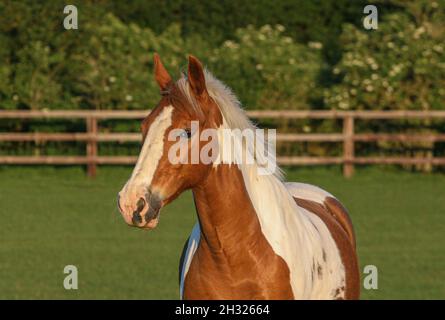 A close up of the head of a pretty   chestnut and white horse turned out in the grassy field in the sun . Suffolk, UK Stock Photo