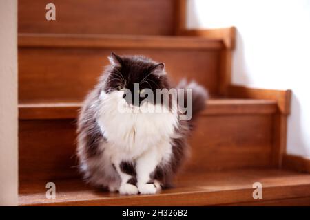 Fluffy black and white cat sitting on stairs inside home Stock Photo