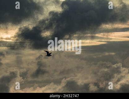 A lone bird silhouetted against a dramatic stormy sky, Norfolk , UK Stock Photo