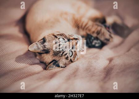 Cute tabby beautiful Thai kitten is playing with a toy lying on a bed with a soft striped blanket on a sunny day. A playful pet. Stock Photo