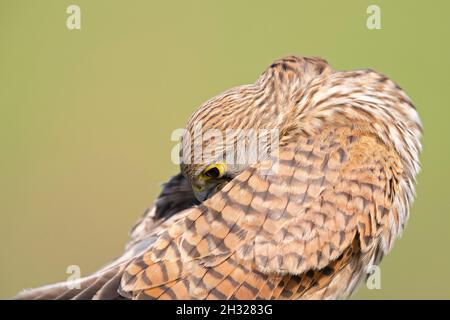 Portrait of an juvenile female Kestrel (Falco tinnunculus) preening on a perch. Stock Photo