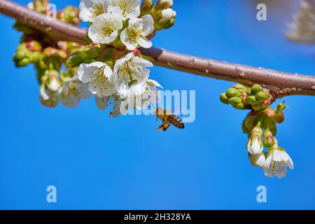 a bee collecting nectar in springtime Stock Photo
