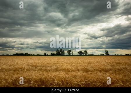 Grain field and dark clouds on the sky, Nowiny, Lubelskie, Poland