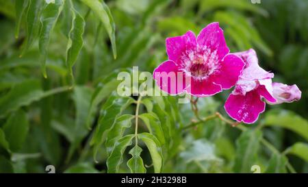 Closeup of alpine roses blooming in the garden Stock Photo
