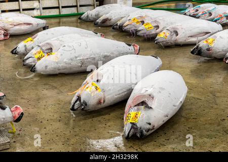 large frozen tuna fish on floor of warehouse in the Tsukiji fish market, largest in the world, Tokyo, Japan Stock Photo