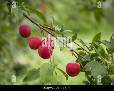 Ripe red cherry plum on a branch, close-up. Homegrown fruits.