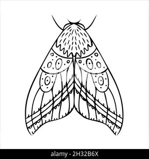 Set of vector night butterflies, moths. Hand drawn illustration Stock ...