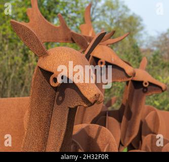 Group of Roe deer in the public park overhead from above in Michigan ...